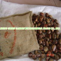 Chinese Fresh High Quality Chestnut